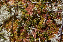 Kalmia procumbens