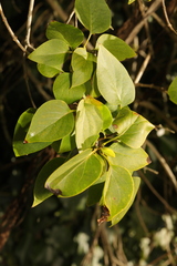 Syringa vulgaris