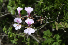 Pelargonium peltatum