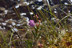 Kalmia microphylla occidentalis