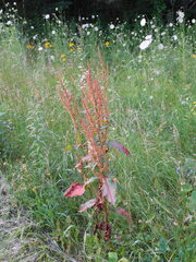 Rumex crispus