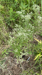 Eupatorium hyssopifolium