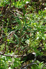 Senecio triangularis