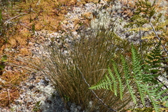 Trichophorum cespitosum