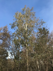Populus tremuloides