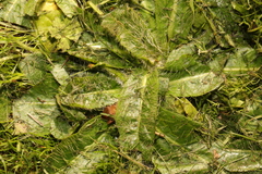 Pilosella officinarum