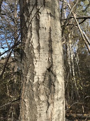 Populus tremuloides