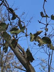 Populus tremuloides