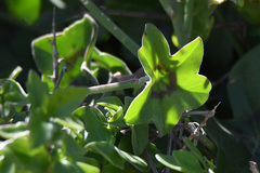 Pelargonium peltatum