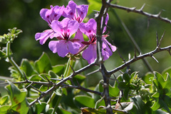 Pelargonium peltatum