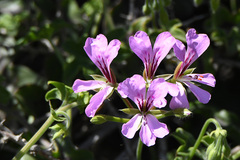 Pelargonium peltatum