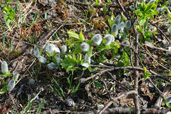 Salix alaxensis