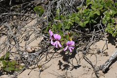 Pelargonium peltatum