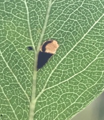 Coptodisca splendoriferella