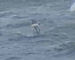 Procellariidae