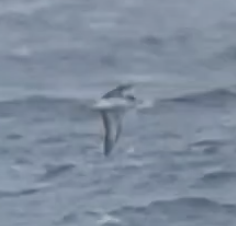 Procellariidae