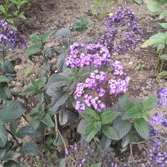 Heliotropium arborescens