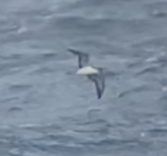Procellariidae