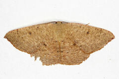 Cyclophora puppillaria