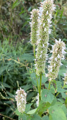 Agastache scrophulariifolia