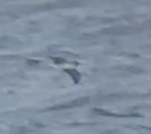 Procellariidae
