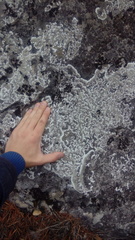 Arctoparmelia centrifuga