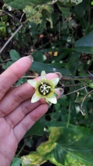 Passiflora sexocellata