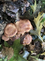 Armillaria ostoyae