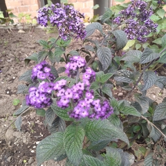Heliotropium arborescens