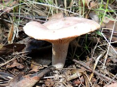 Lactarius trivialis