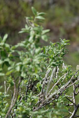 Salix pulchra