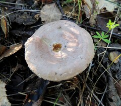 Lactarius trivialis