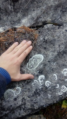 Arctoparmelia centrifuga