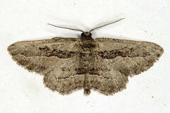 Ekboarmia atlanticaria