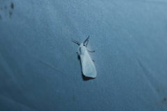 Spilosoma congrua