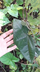 Passiflora sexocellata