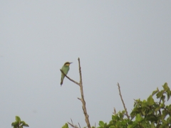 Merops apiaster