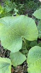 Alcea rosea
