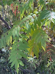 Rhus