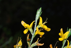 Genista