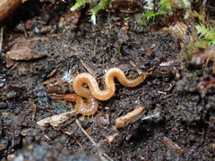 Geophilidae
