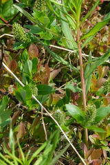 Salix arctica