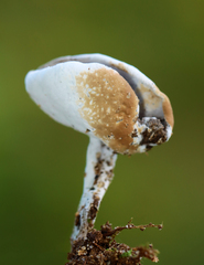 Hypomyces cervinigenus