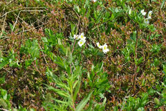 Anemonastrum sibiricum