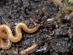 Geophilidae