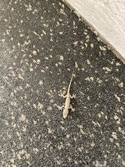 Hemidactylus turcicus