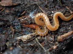 Geophilidae