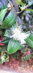 Syzygium australe