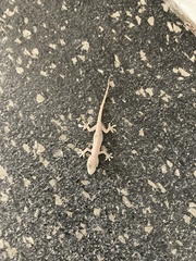 Hemidactylus turcicus