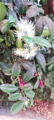 Syzygium australe